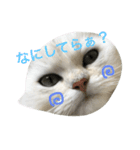 白猫かりん〜秋田弁〜（個別スタンプ：6）