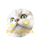 白猫かりん〜秋田弁〜（個別スタンプ：7）