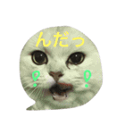 白猫かりん〜秋田弁〜（個別スタンプ：9）
