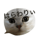 白猫かりん〜秋田弁〜（個別スタンプ：15）