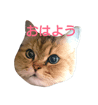 可愛いココアちゃん（個別スタンプ：1）