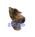 可愛いココアちゃん（個別スタンプ：2）