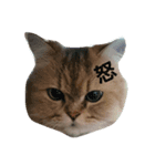 可愛いココアちゃん（個別スタンプ：5）