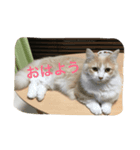 マンチカンの日常（個別スタンプ：1）