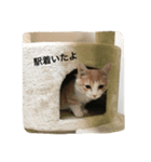 マンチカンの日常（個別スタンプ：3）