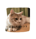マンチカンの日常（個別スタンプ：4）