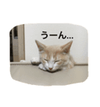 マンチカンの日常（個別スタンプ：5）