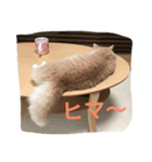 マンチカンの日常（個別スタンプ：7）
