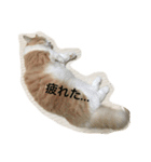 マンチカンの日常（個別スタンプ：8）