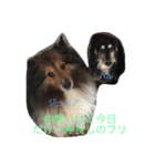 大好き愛犬（個別スタンプ：1）
