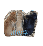 大好き愛犬（個別スタンプ：2）