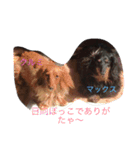 大好き愛犬（個別スタンプ：4）