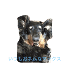 大好き愛犬（個別スタンプ：5）