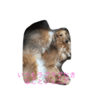 大好き愛犬（個別スタンプ：6）