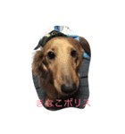 大好き愛犬（個別スタンプ：8）