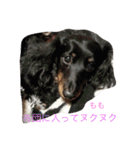 大好き愛犬（個別スタンプ：9）