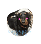 大好き愛犬（個別スタンプ：10）