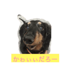 大好き愛犬（個別スタンプ：11）