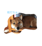 大好き愛犬（個別スタンプ：12）