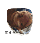 大好き愛犬（個別スタンプ：13）