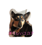 大好き愛犬（個別スタンプ：15）
