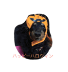大好き愛犬（個別スタンプ：16）