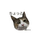みこちゃんの日常語（個別スタンプ：5）