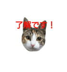 みこちゃんの日常語（個別スタンプ：6）