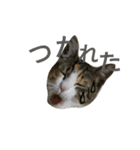 みこちゃんの日常語（個別スタンプ：19）