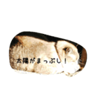 悪いスーちゃん（個別スタンプ：3）
