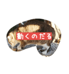 悪いスーちゃん（個別スタンプ：4）