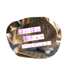 悪いスーちゃん（個別スタンプ：6）