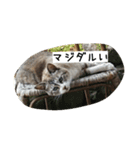 悪いスーちゃん（個別スタンプ：8）
