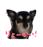 ちわわんヴィヴィの日常（個別スタンプ：5）