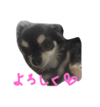 ちわわんヴィヴィの日常（個別スタンプ：7）