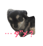 ちわわんヴィヴィの日常（個別スタンプ：10）
