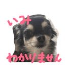 ちわわんヴィヴィの日常（個別スタンプ：11）