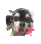 ちわわんヴィヴィの日常（個別スタンプ：14）