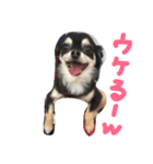 ちわわんヴィヴィの日常（個別スタンプ：15）