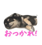 ちわわんヴィヴィの日常（個別スタンプ：16）