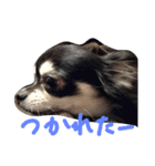 ちわわんヴィヴィの日常（個別スタンプ：17）