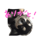 ちわわんヴィヴィの日常（個別スタンプ：18）