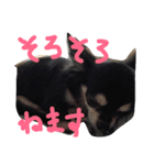 ちわわんヴィヴィの日常（個別スタンプ：20）