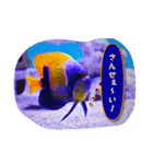 つぶやく海水魚たち（個別スタンプ：19）