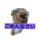 あたし、犬社長でございます（個別スタンプ：4）