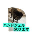 あたし、犬社長でございます（個別スタンプ：7）