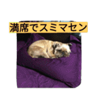 あたし、犬社長でございます（個別スタンプ：15）