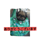 あたし、犬社長でございます（個別スタンプ：16）