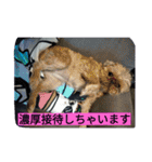あたし、犬社長でございます（個別スタンプ：17）