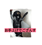 あたし、犬社長でございます（個別スタンプ：19）